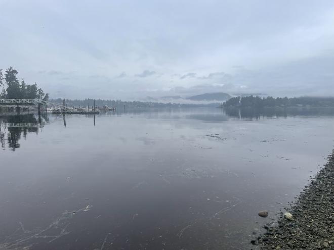 Ocean, trees, fog